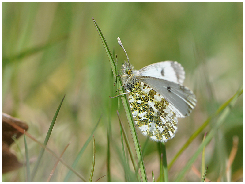 Weiblicher Aurorafalter