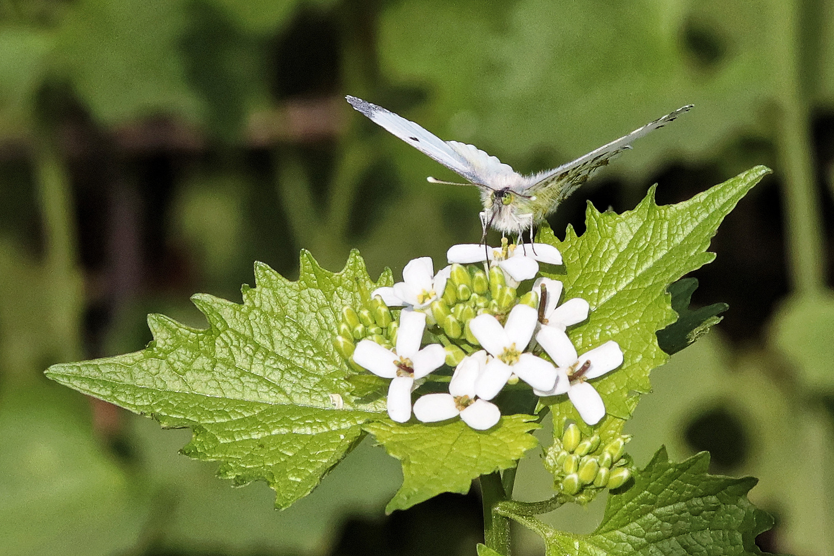 Weiblicher Aurorafalter