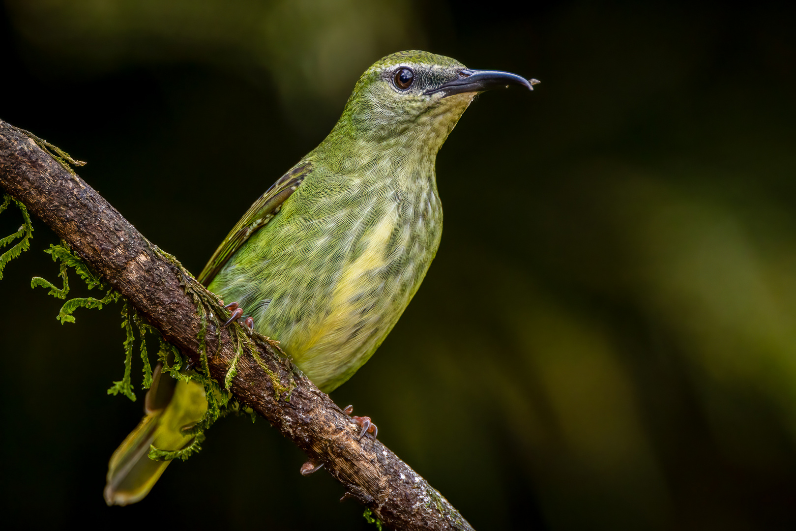 Weiblicher Azurnaschvogel (Female Red-legged Honeycreeper)