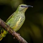 Weiblicher Azurnaschvogel (Female Red-legged Honeycreeper)