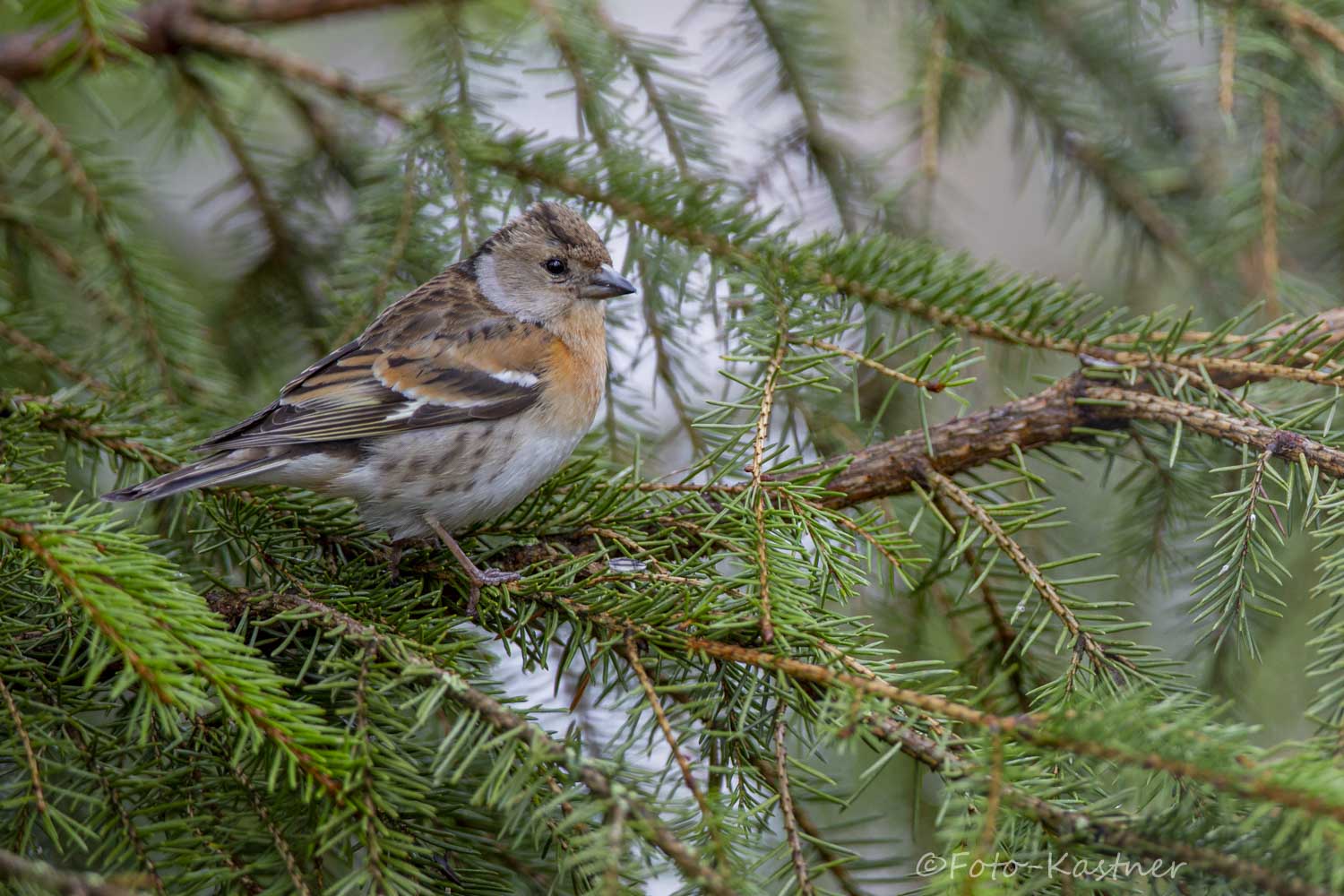 weiblicher Bergfink (Fringilla montifringilla)