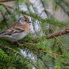 weiblicher Bergfink (Fringilla montifringilla)