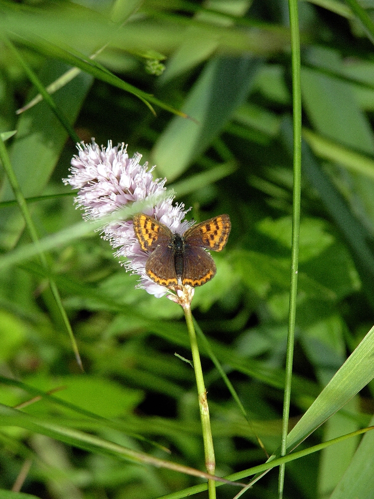 weiblicher Blauschillernder Feuerfalter auf seiner Futterpflanze, dem Schlangenknöterich