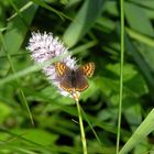 weiblicher Blauschillernder Feuerfalter auf seiner Futterpflanze, dem Schlangenknöterich