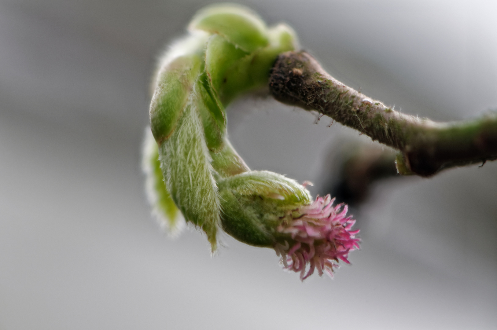 weiblicher Blütenstand der Haselnuss