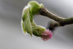 weiblicher Blütenstand der Haselnuss