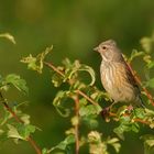 weiblicher Bluthänfling (Carduelis cannabina), wird auch Flachsfink genannt ...