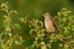 weiblicher Bluthänfling (Carduelis cannabina), wird auch Flachsfink genannt ...