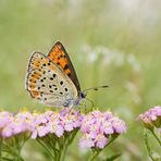 Weiblicher Brauner Feuerfalter (Lycaena tityrus)