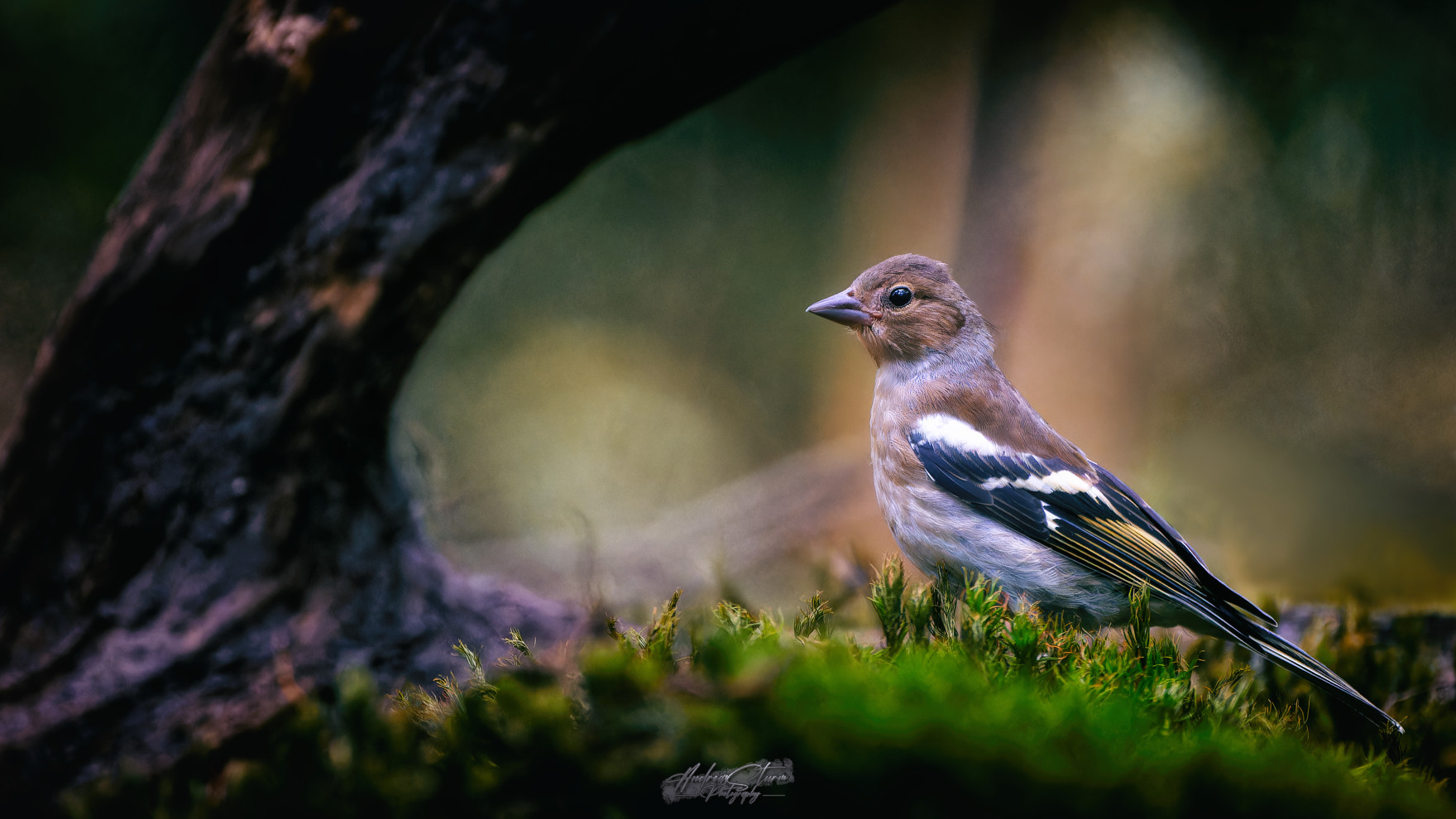 Weiblicher Buchfink (Fringilla coelebs)