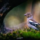 Weiblicher Buchfink (Fringilla coelebs)