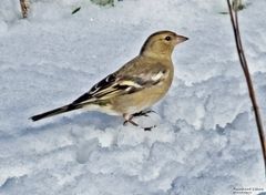  Weiblicher Buchfink im Schnee