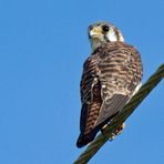 Weiblicher Buntfalke