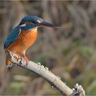 Weiblicher Eisvogel