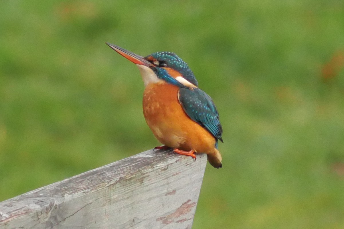 weiblicher Eisvogel