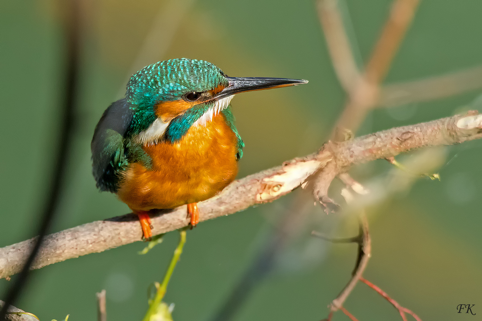 ***     Weiblicher Eisvogel     ***