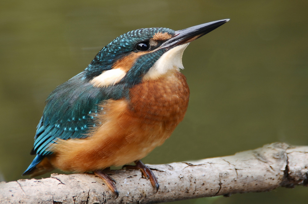 Weiblicher Eisvogel