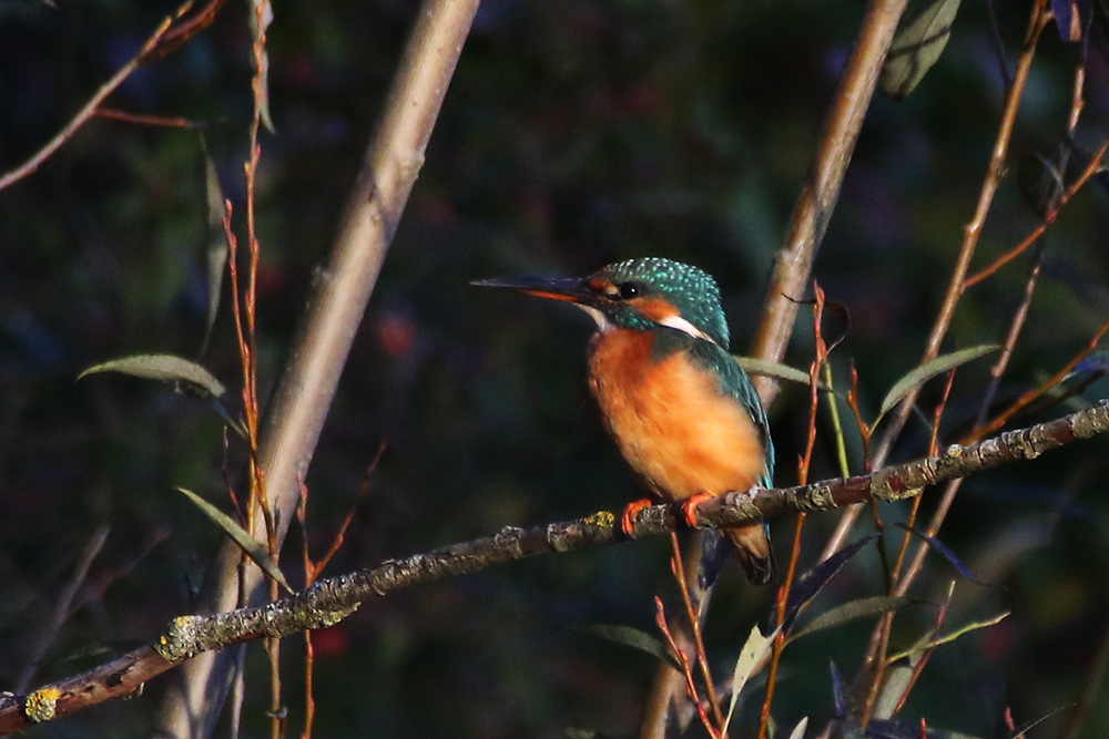 weiblicher Eisvogel im Ansitz