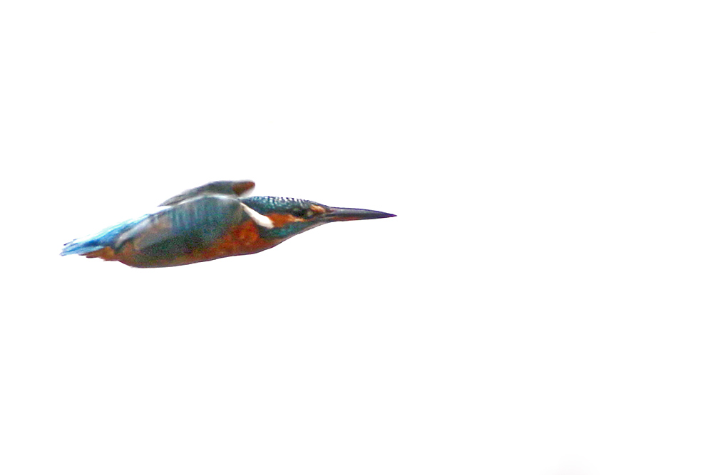 weiblicher Eisvogel im Flug