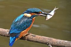 Weiblicher Eisvogel mit Fisch