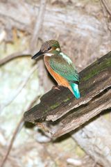 Weiblicher Eisvogel vor dem Nest