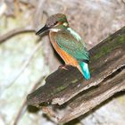 Weiblicher Eisvogel vor dem Nest