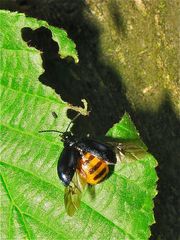 Weiblicher Ertlenblattkäfer (Agelastica alni) mit Fraßbild, bereit zum Eierlegen . . .