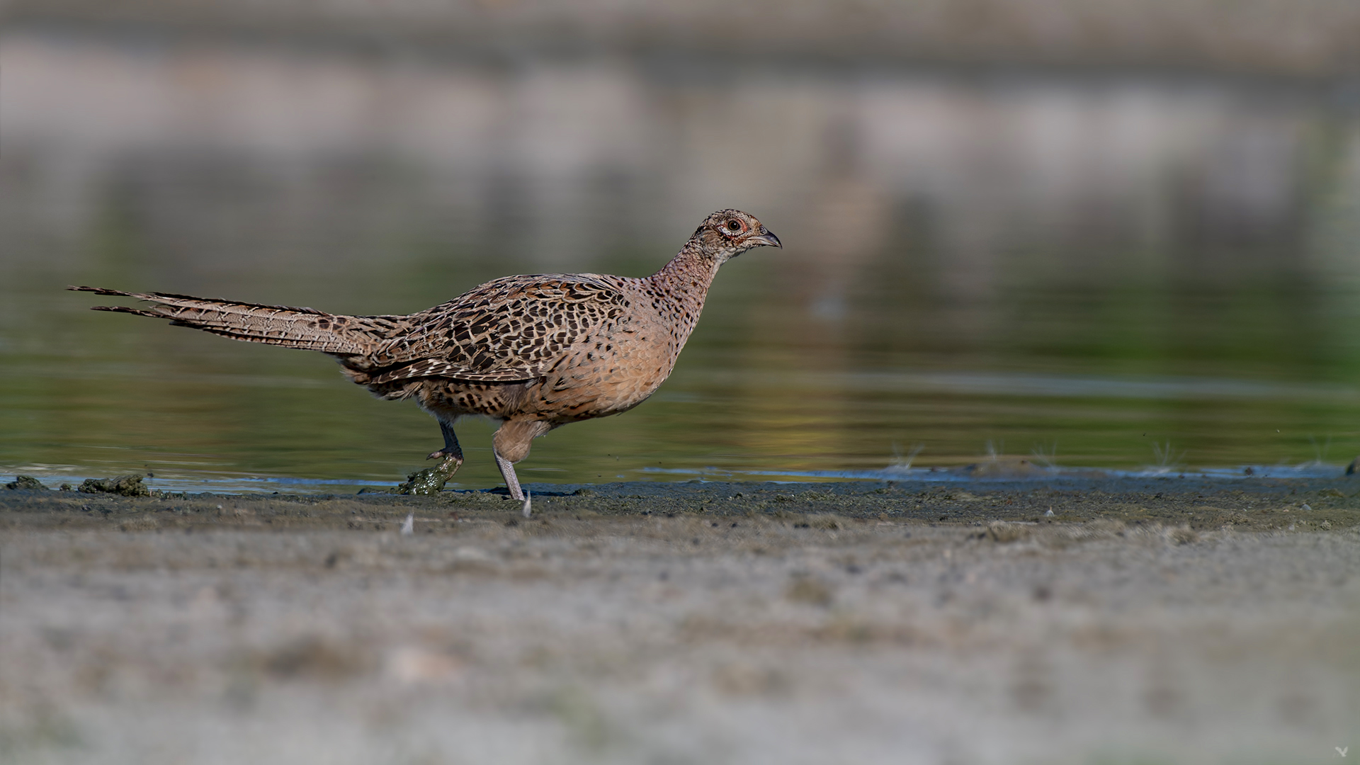 weiblicher Fasan | Phasianus colchicus Foto &amp; Bild | brandenburg, see ...