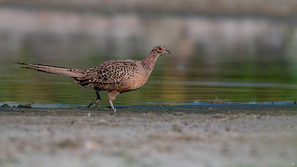 weiblicher Fasan | Phasianus colchicus