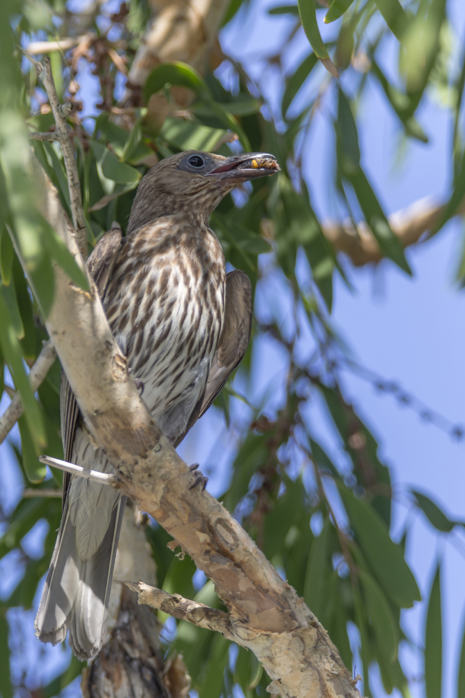 Weiblicher Figbird mit Beute