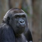 weiblicher Flachlandgorilla