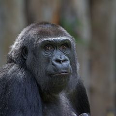 weiblicher Flachlandgorilla