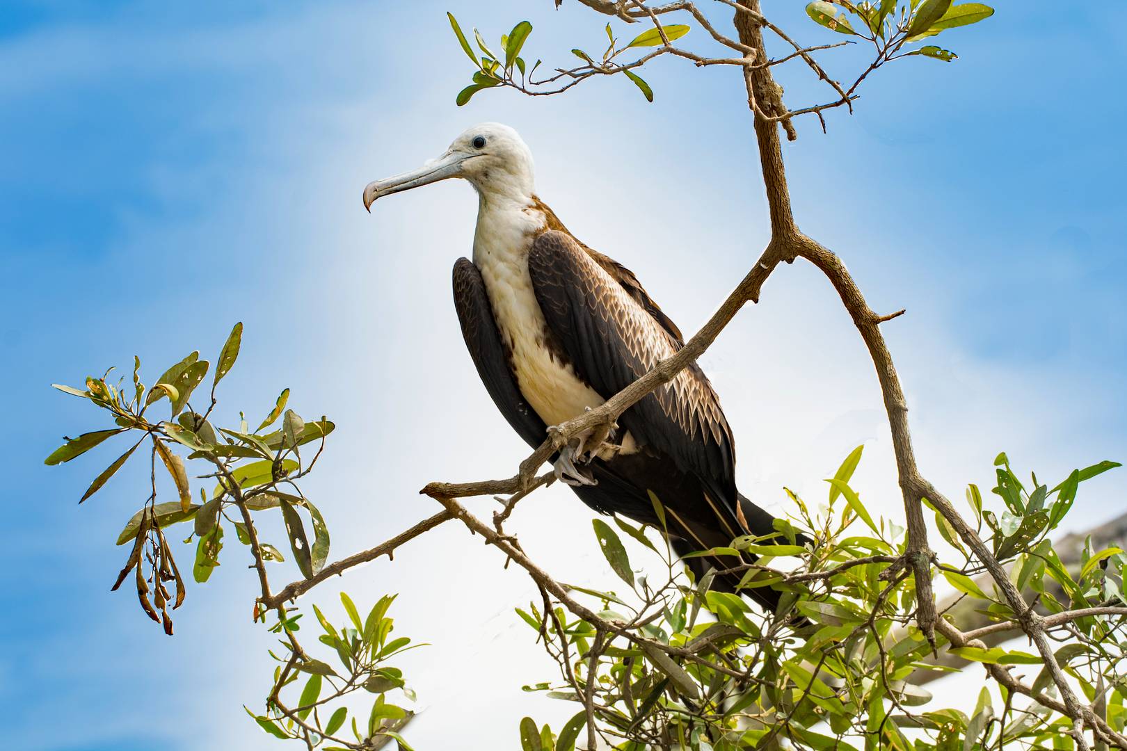 Weiblicher Fregattvogel