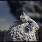 weiblicher Galapagos-Wasserleguan