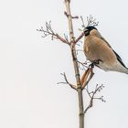 Weiblicher Gimpel (Pyrrhula pyrrhula), auch Dompfaff oder Blutfink genannt . 