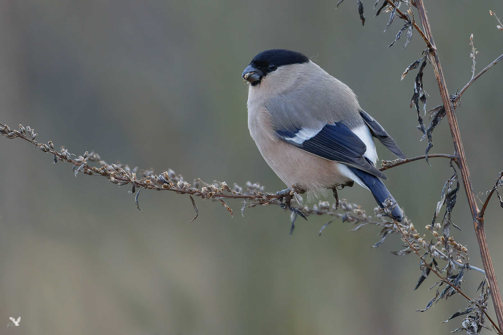Weiblicher Gimpel Pyrrhula Pyrrhula Auch Dompfaff Oder Blutfink Genannt Foto Bild Natur Vogel Singvogel Bilder Auf Fotocommunity