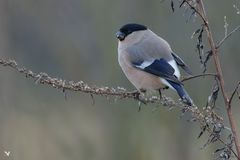 weiblicher Gimpel (Pyrrhula pyrrhula), auch Dompfaff oder Blutfink genannt ....