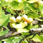 Weiblicher Ginkgo