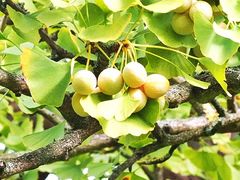 Weiblicher Ginkgo