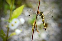 Weiblicher Großer Blaupfeil (Orthetrum cancellatum)