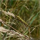 Weiblicher Großer Blaupfeil - Orthetrum cancellatum