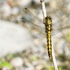 Weiblicher Großer Blaupfeil (Orthetrum cancellatum)