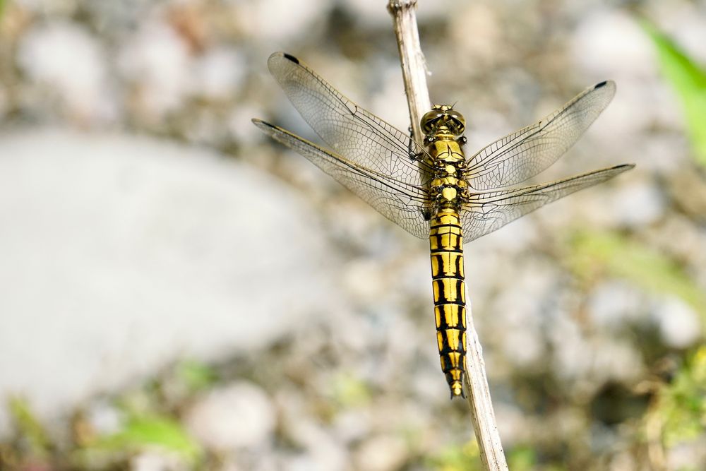 Weiblicher Großer Blaupfeil (Orthetrum cancellatum)