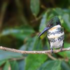 Weiblicher Grünfischer / Female green kingfisher