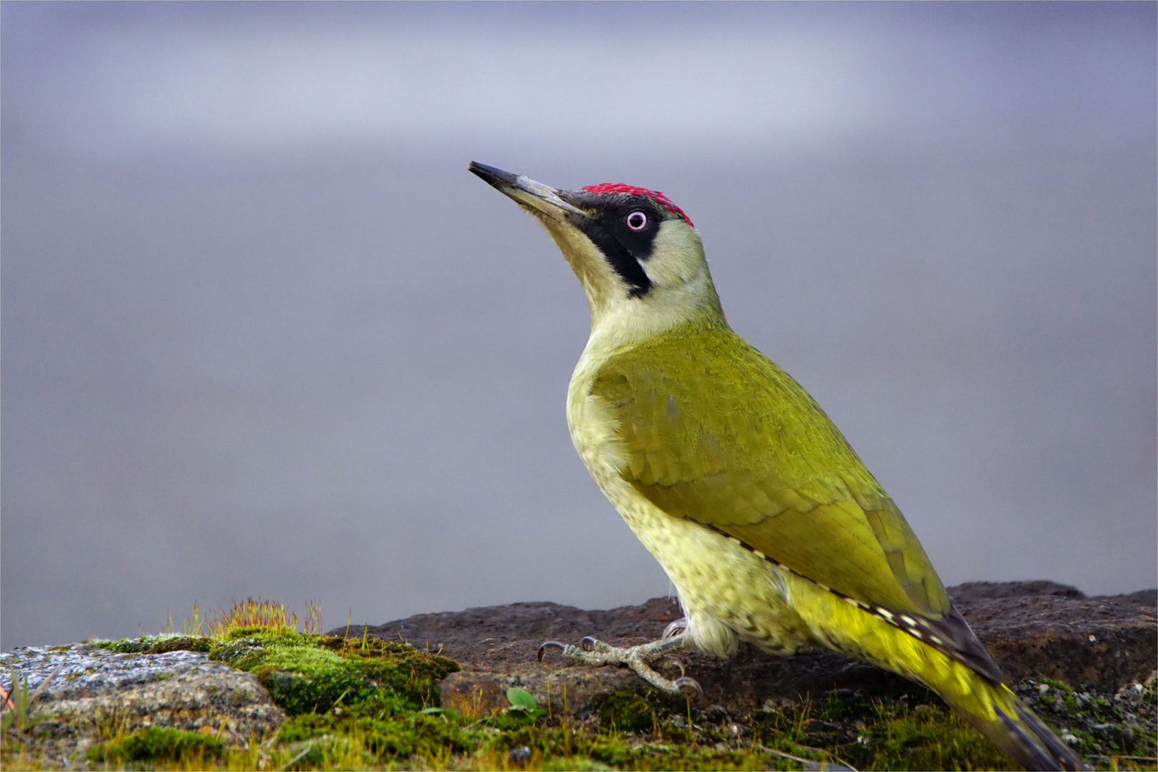 Weiblicher Grünspecht - Picus viridis- mit leicht lädierten Schnabel