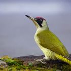 Weiblicher Grünspecht - Picus viridis- mit leicht lädierten Schnabel