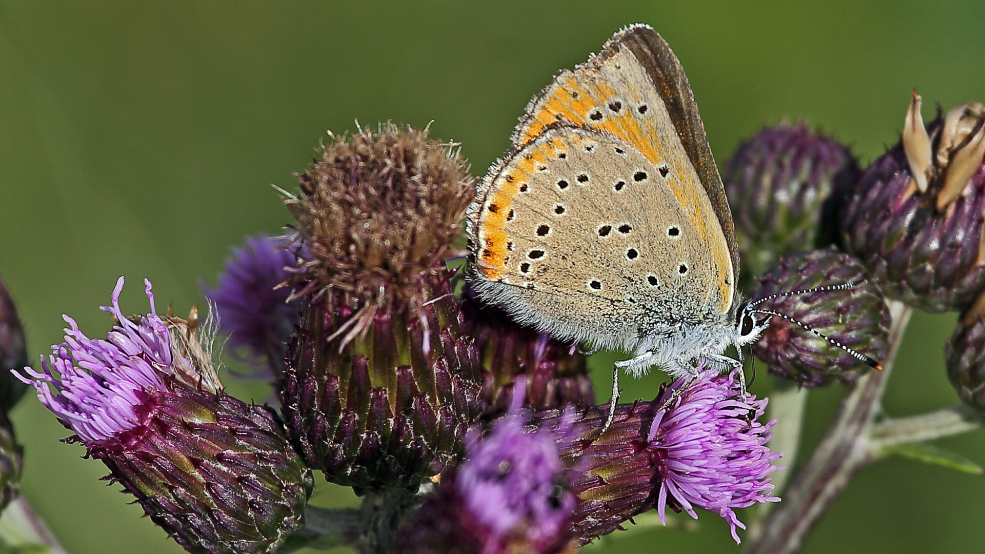 Weiblicher Hauhechelbläuling -Polyommatus icarus...