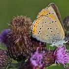 Weiblicher Hauhechelbläuling -Polyommatus icarus...