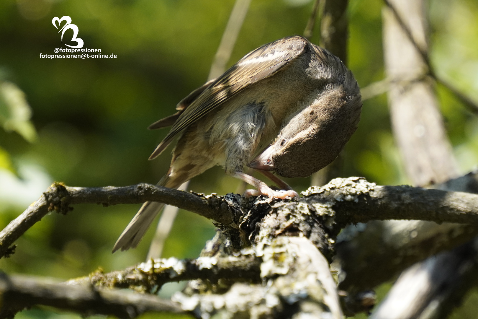 weiblicher Haussperling (Passer domesticus) bei der Federpflege