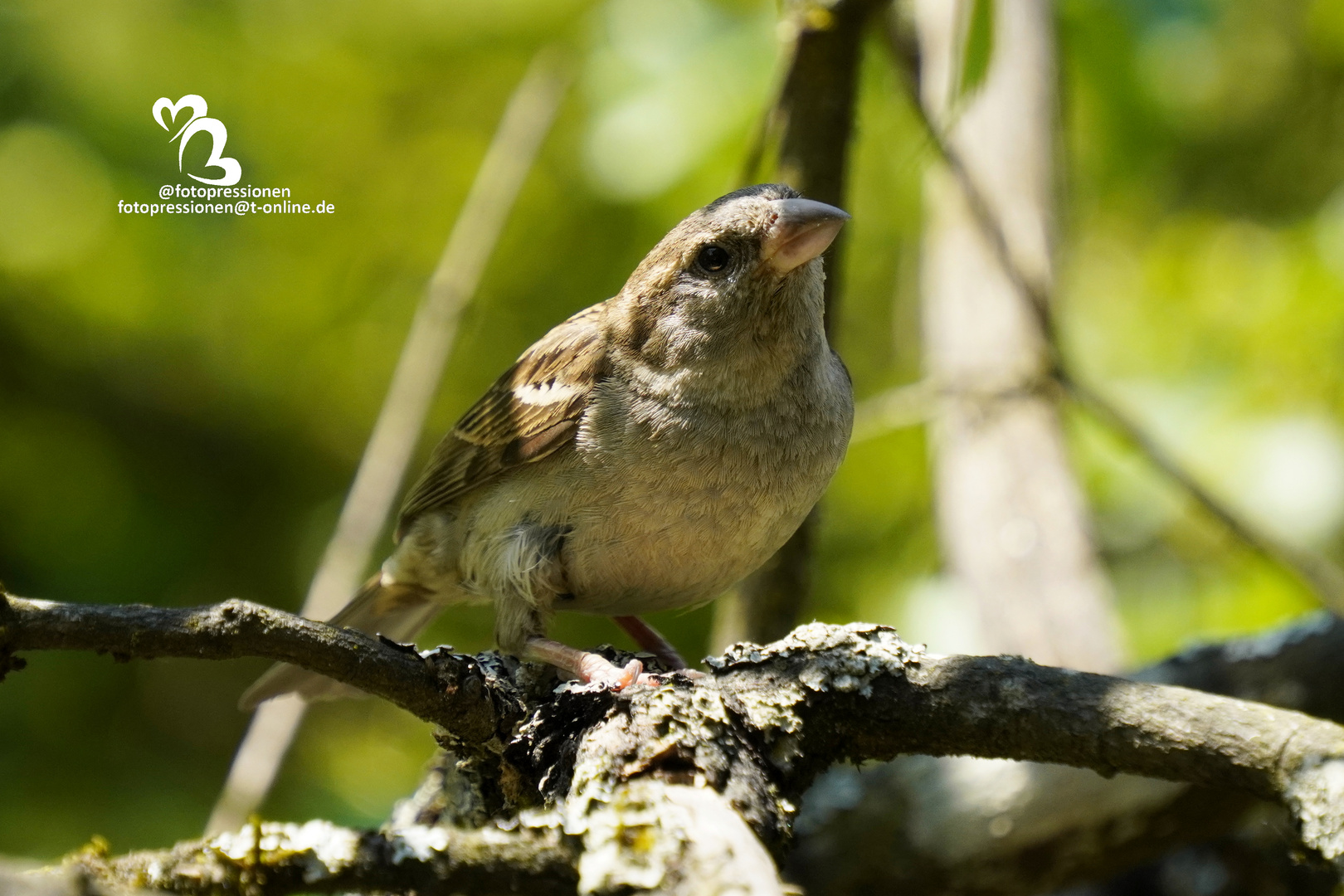 weiblicher Haussperling (Passer domesticus) fühlt sich beobachtet